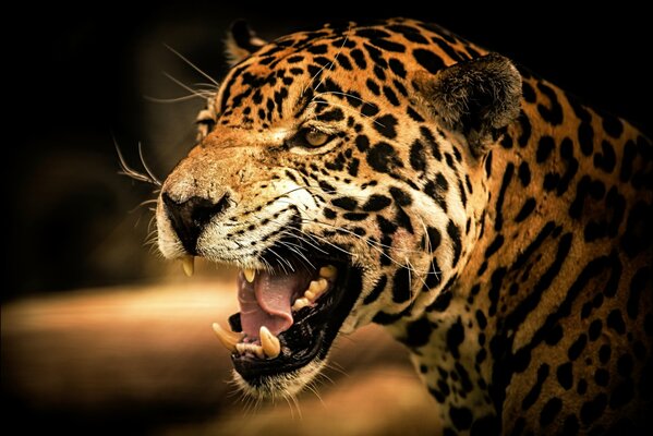 Le sourire sauvage d un Jaguar prédateur