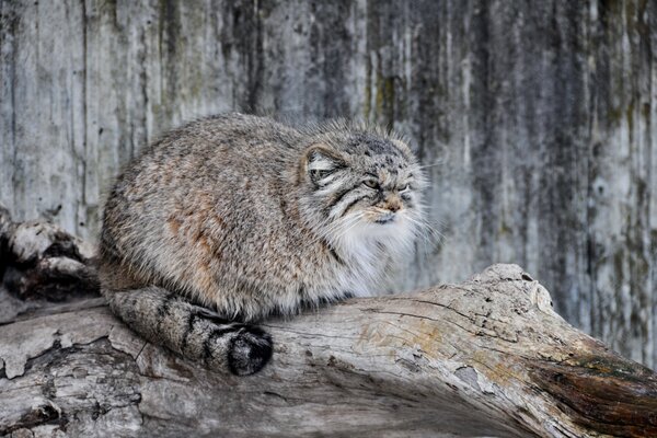 Wild cat, manul, on a tree