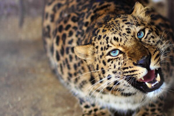 Hermoso leopardo de ojos azules mirando a la cámara