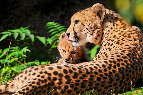 Mama Cheetah ruht sich mit ihrem Kind aus