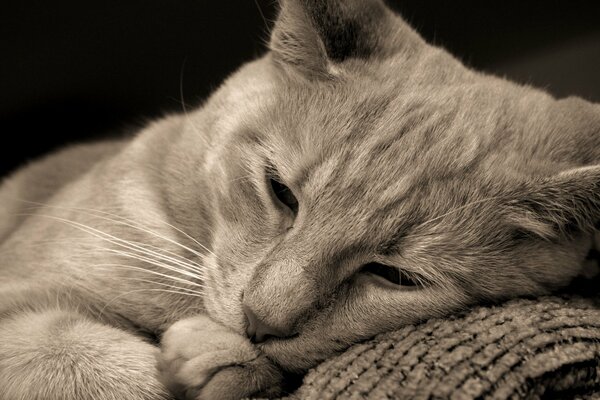 Gato gris acostado en un Sofá gris