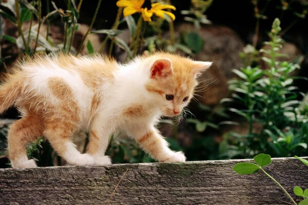 Cute kitten is walking on the fence