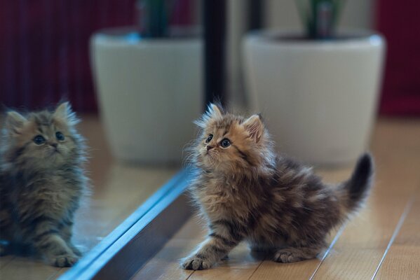 Kotek przestraszony odbiciem w lustrze