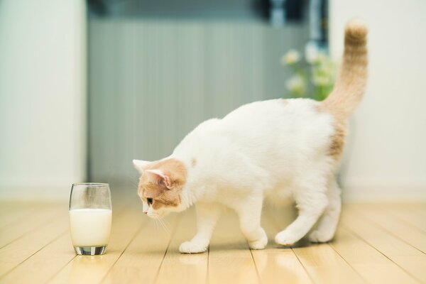A cat sniffs milk in a glass