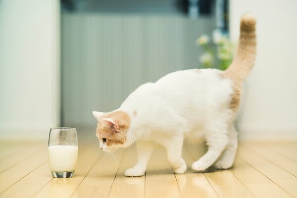 Il gatto annusa il latte in un bicchiere