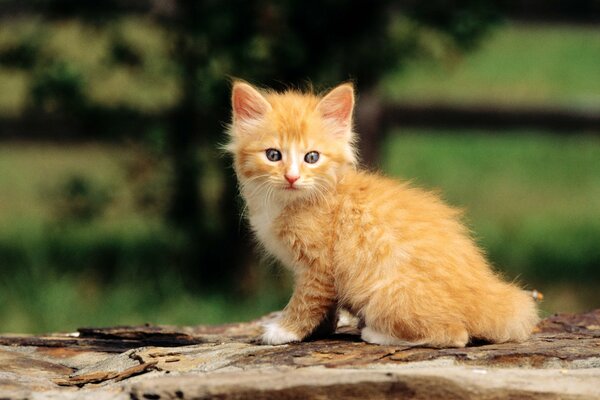 Chaton roux assis sur le bois