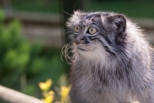 Le chat sauvage manul a une structure spéciale des oreilles et des yeux