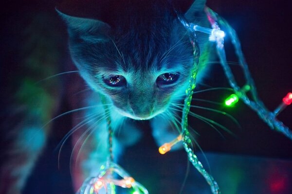 A cat with a Christmas garland