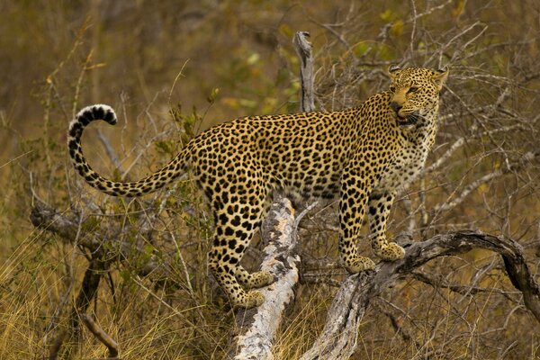 The leopard is standing on a tree looking into the distance