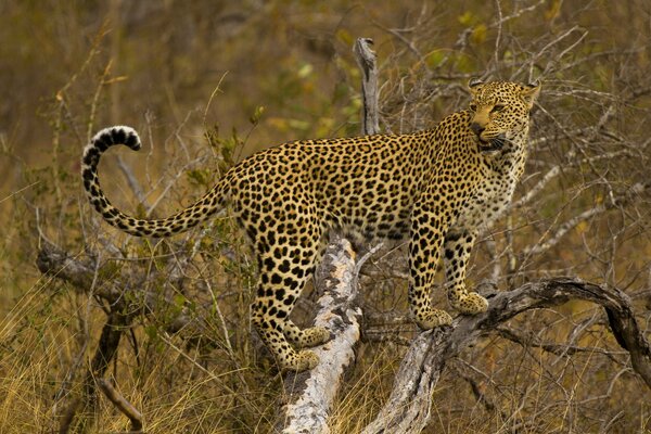 Leopardo de pie en un árbol mirando a la distancia