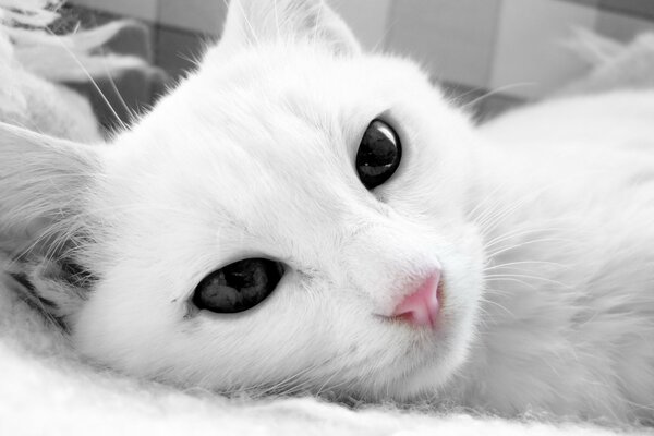 A white cat with dark eyes