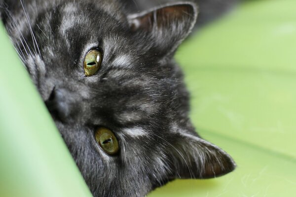 Little kitten close-up photo
