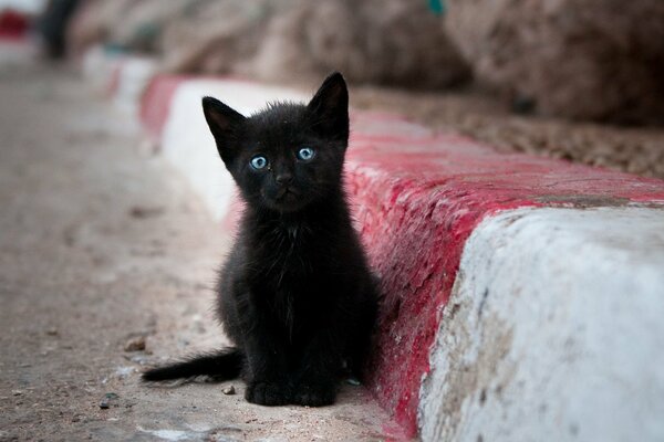 Mały czarny kot siedzi samotnie na ulicy