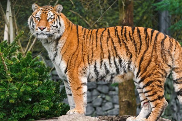 El tigre de Amur se encuentra en el fondo de la naturaleza