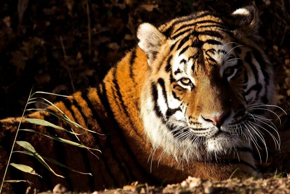 Тигр лежит на земле под солнечными лучами и смотрит в камеру