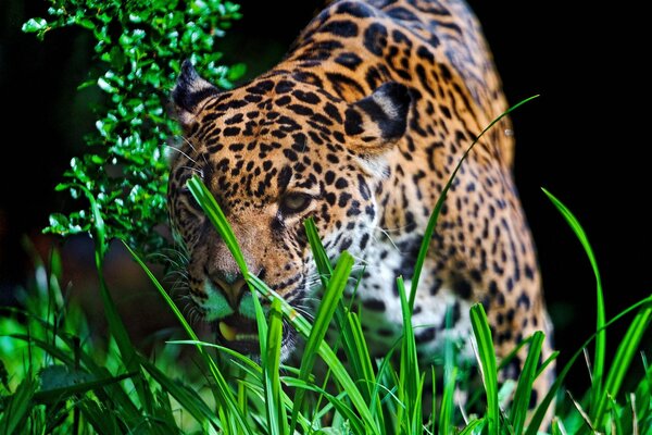 Морда ягуара в зеленой траве