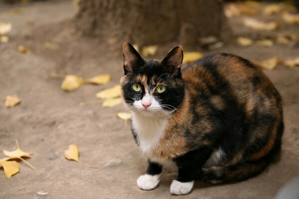 Eine dreifarbige, genau hinsehende Katze unter den Herbstblättern