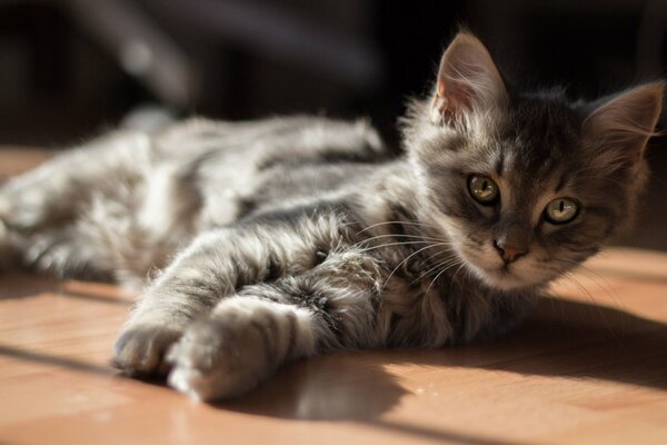 Gatito gris yace en el Suelo al sol