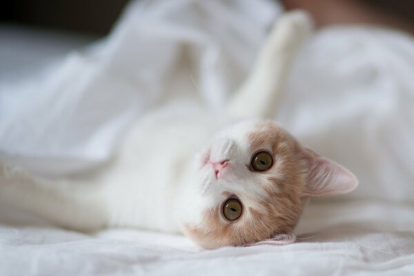 Eine Katze, die auf einem Bettlaken unter einer Decke liegt