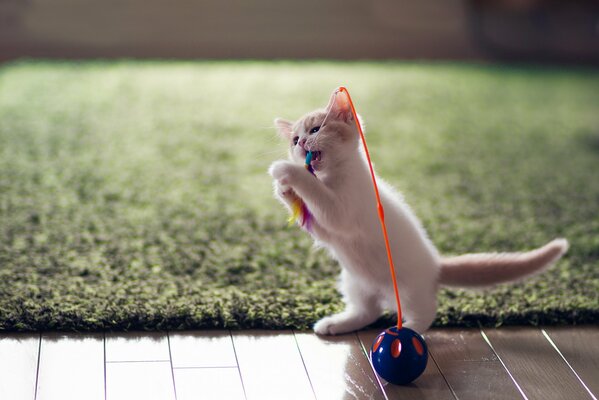 Маленький белый котенок с игрушкой