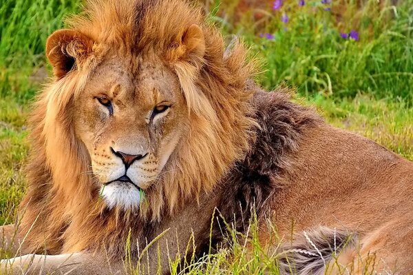 Un leone con una criniera lussureggiante si trova e guarda