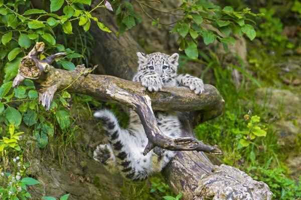 A snow leopard is sitting on a branch