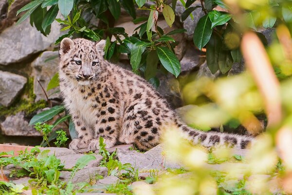 Snow leopard among rocks and greenery