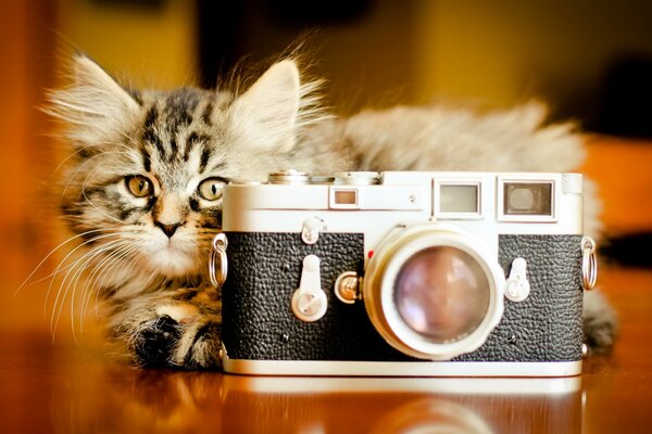 Sullo sfondo di una macchina fotografica e accanto a un bellissimo gatto