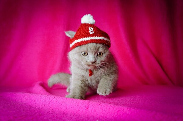 A kitten with a red riding hood on a pink wallpaper background