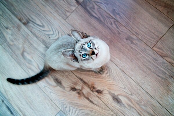 Blue-eyed Siamese cat top view