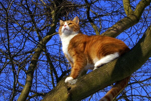 Red fluffy on a tree