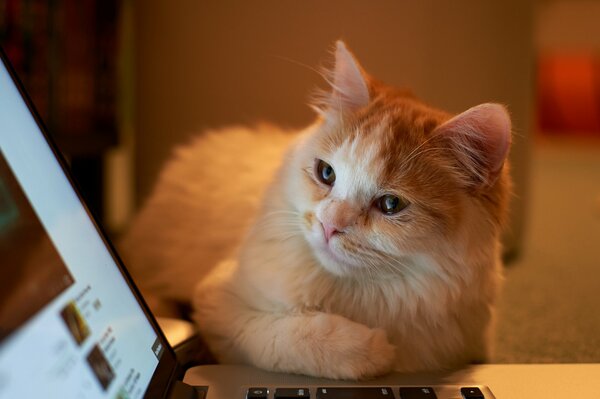 The red-haired cat looks at the laptop with interest