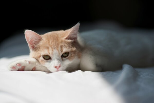 A kitten resting on a white sheet