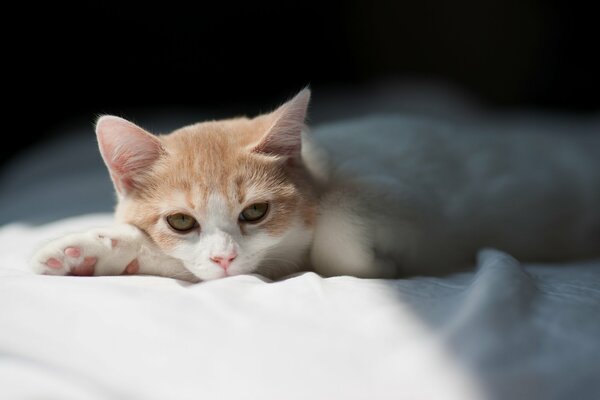 Gattino che riposa su un lenzuolo bianco