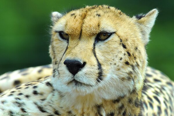 The cheetah is resting. The cheetah has slanted eyes and a long mustache