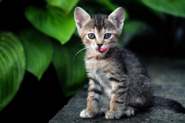 Licking kitten on a background of large green leaves