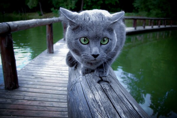 Милый серый кот сидит на перилах