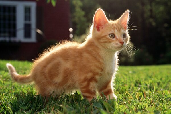 There is a red striped cat on the grass next to the house