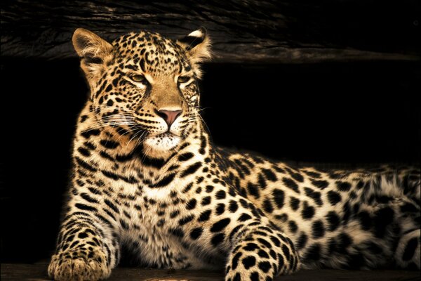 Mirada depredadora de leopardo y tranquilidad