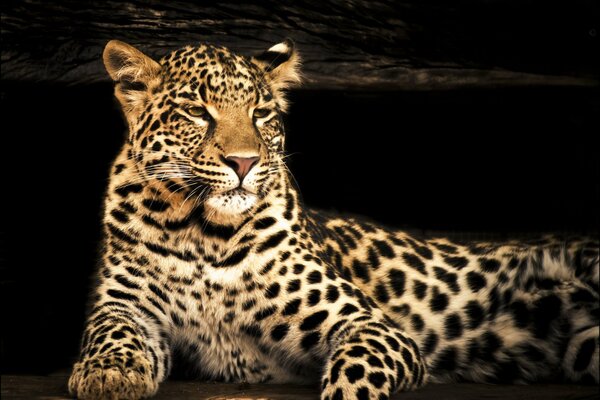 Le regard prédateur du léopard et le calme