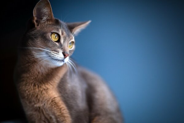 The yellow-eyed cat is sitting and smiling