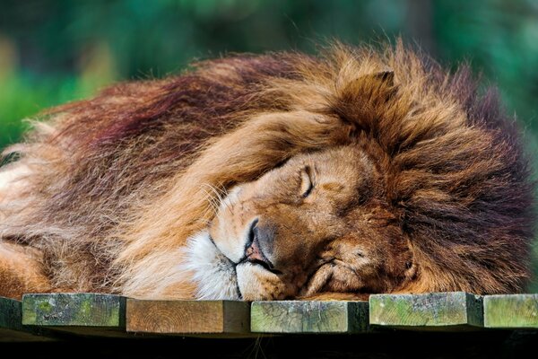Le roi des bêtes qui dort