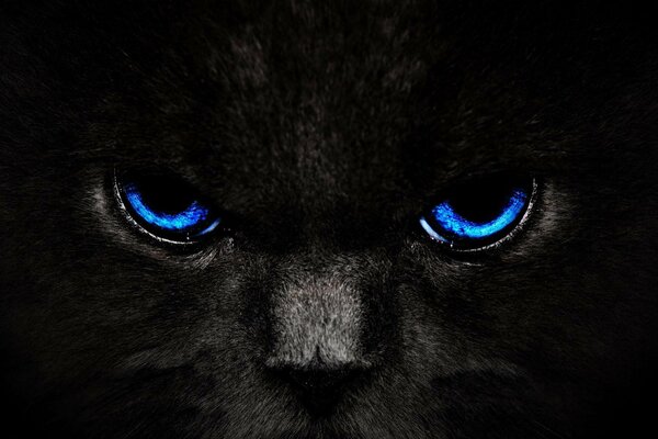 Schwarze Katzenschnauze mit blauen Augen
