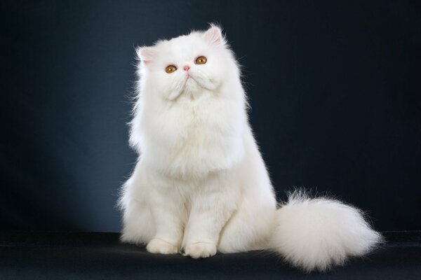 Fluffy Persian cat of white color