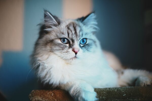 Blauäugige flauschige Katze, die in die Ferne schaut