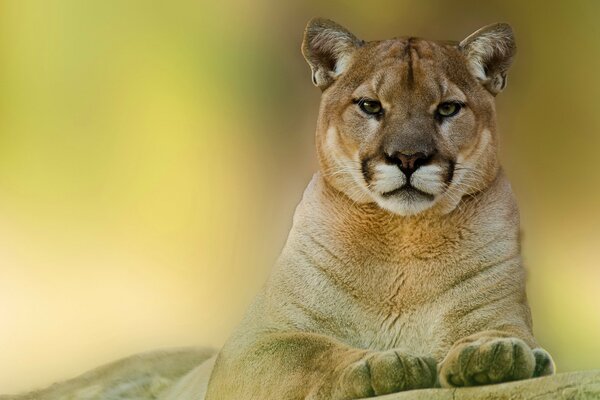 Puma z dumnym spojrzeniem kontempluje to, co się dzieje