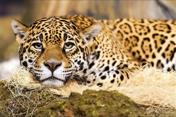 The look of a spotted jaguar predator