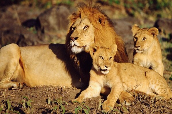 A family of lions basks in the sun