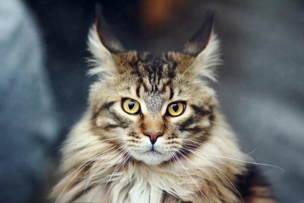 Chat à poil long de la race Maine Coon