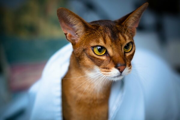 Gatto in un asciugamano bianco con gli occhi belli